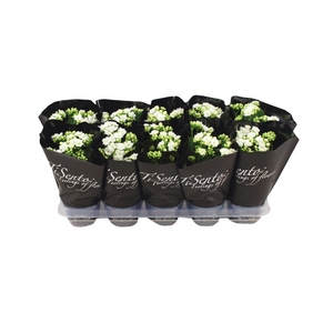 KAL GE PERFECTA WHIT