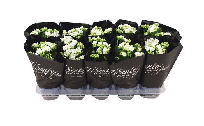 <h4>KAL GE PERFECTA WHIT</h4>