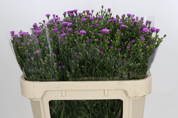 <h4>Aster Casarosa</h4>