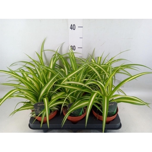 Chlorophytum com. 'Variegatum'
