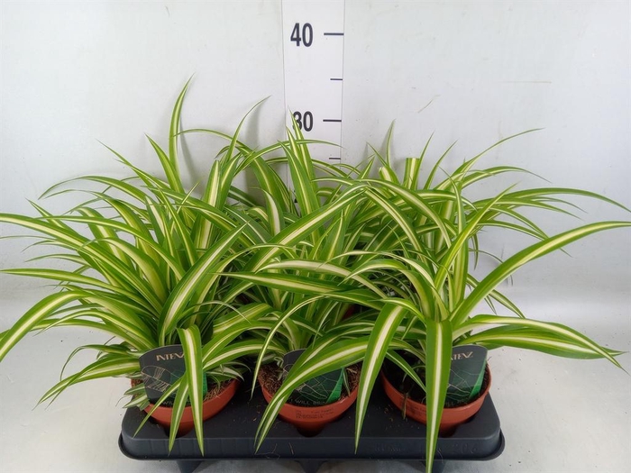 <h4>Chlorophytum com. 'Variegatum'</h4>