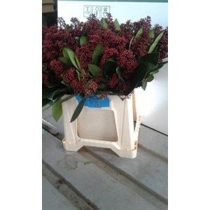 Skimmia spray red