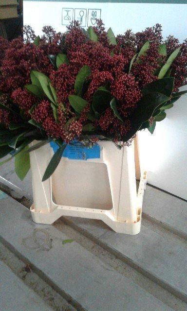 <h4>Skimmia spray red</h4>