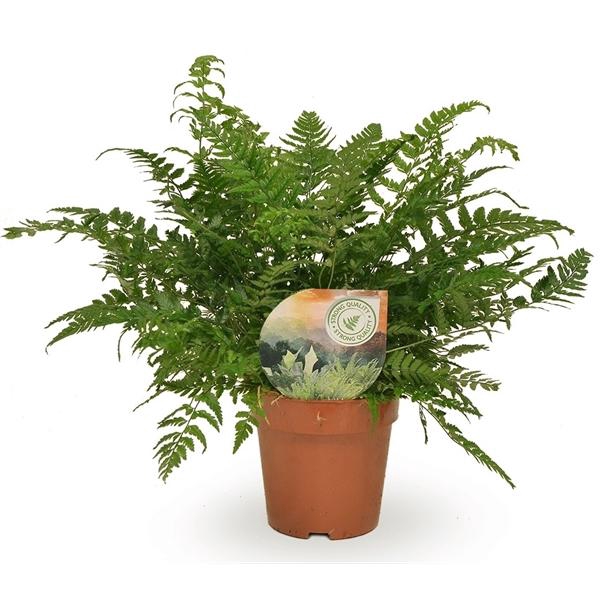 <h4>Polystichum tsussimense</h4>