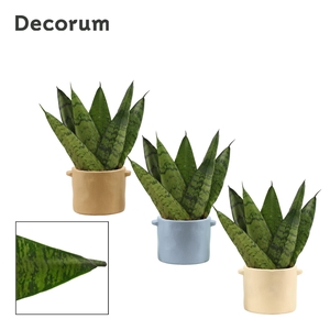 Sansevieria Zeylanica Fan 6 cm in Charlotte (Nature world-collec