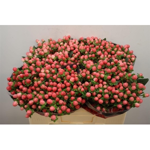 Hyp Sweet Romance Xtra