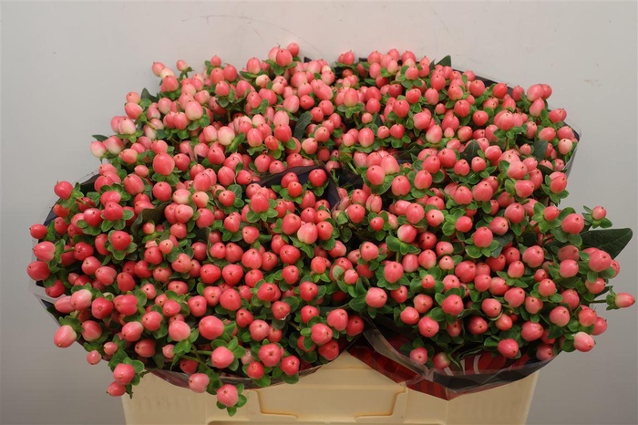 <h4>Hyp Sweet Romance Xtra</h4>