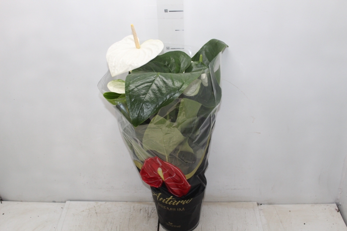 <h4>ANTHURIUM ALASKA P17 PREMIUM</h4>