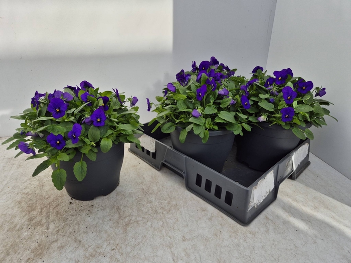 <h4>VIO CO EM TRUE BLUE</h4>