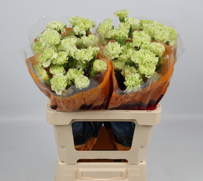 <h4>DI ST GOBLIN</h4>