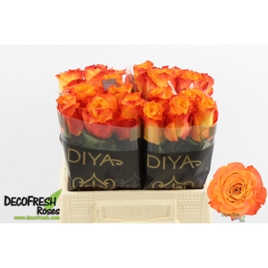 R Gr Diya's Fire