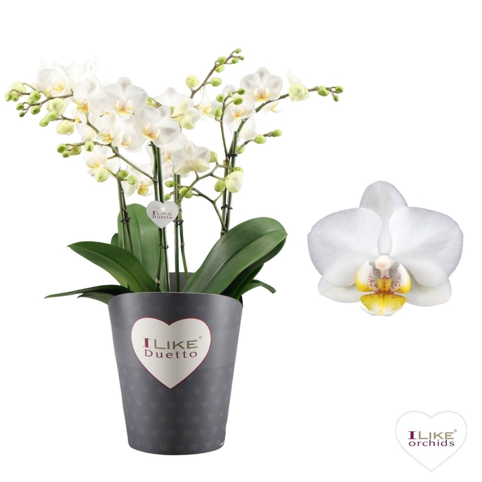 <h4>Phalaenopsis wit meer takken</h4>