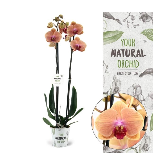 <h4>Your Natural Orchid | Caribbean Dream | Phalaenopsis 2 spike</h4>