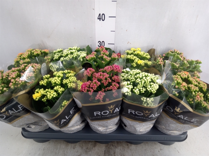 Kalanchoe blos. 'RoyalDon'   ..mix