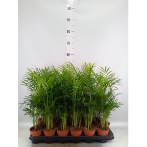 Chamaedorea elegans