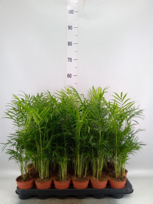 <h4>Chamaedorea elegans</h4>