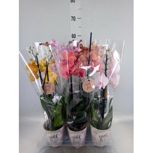 Phalaenopsis   ...