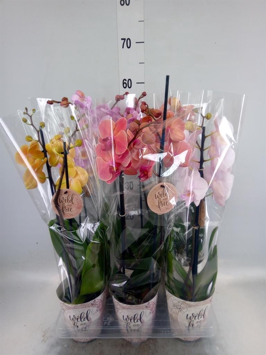 <h4>Phalaenopsis   ...</h4>
