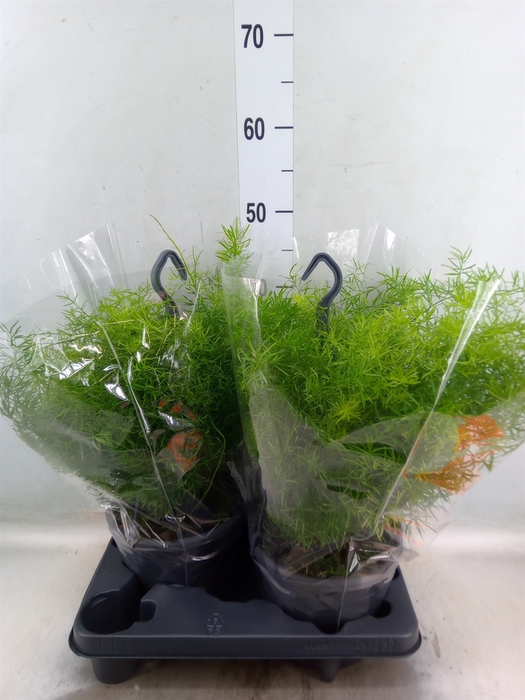 <h4>Asparagus dens. 'Sprengeri'</h4>
