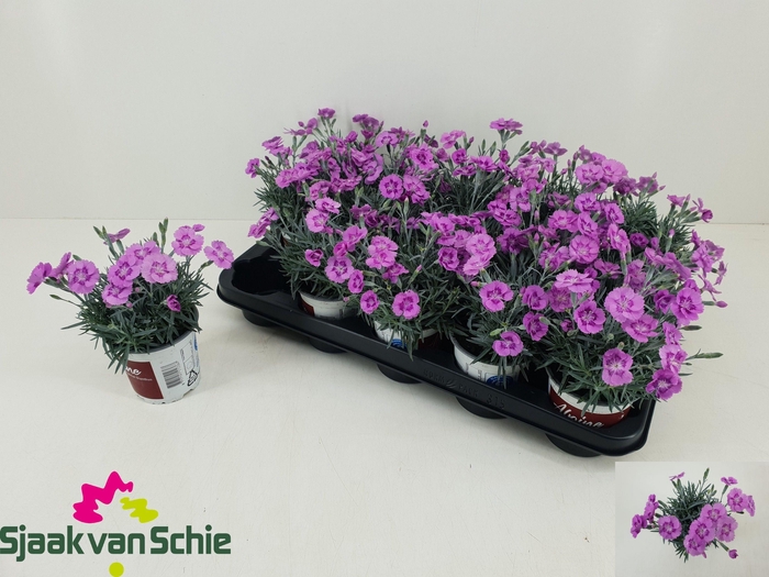 <h4>DIAN AZTEC STAR</h4>