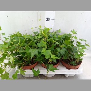 Hedera helix 'Diny'