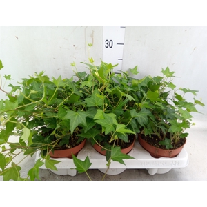 Hedera helix 'Diny'