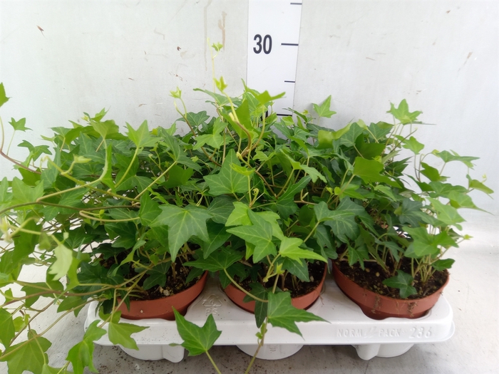 <h4>Hedera helix 'Diny'</h4>