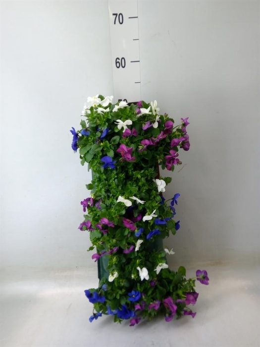 <h4>Viola corn. 'Evo Mini'   ...mix</h4>