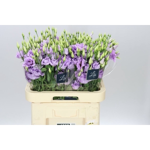 Eust Du Arena Lavender