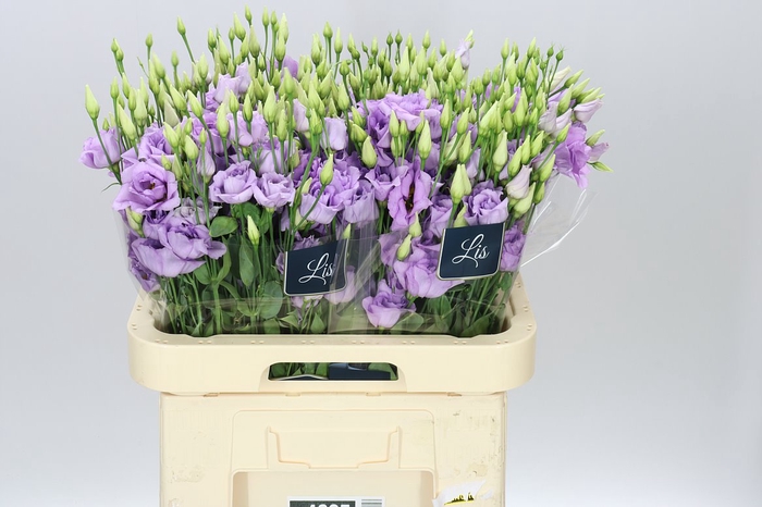 <h4>Eust Du Arena Lavender</h4>