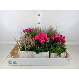 Arr.   Tuinplanten L%