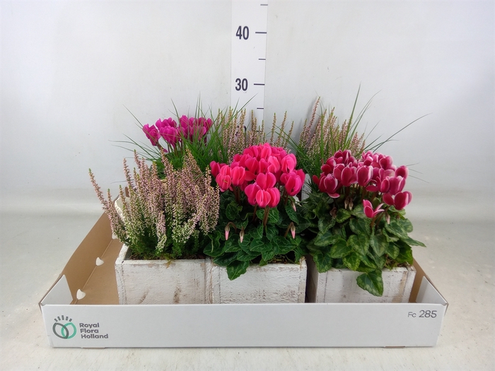 <h4>Arr.   Tuinplanten L%</h4>
