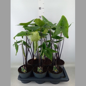 Alocasia zebrina 'Black Zebrina'