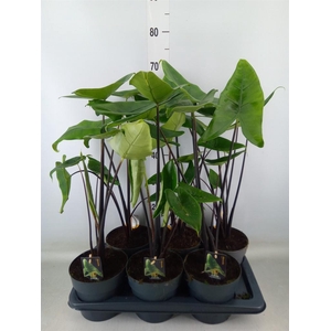 Alocasia zebrina 'Black Zebrina'