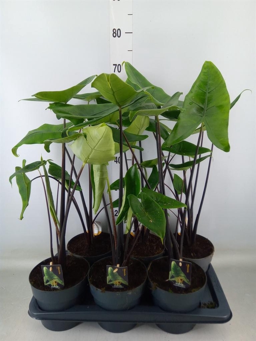<h4>Alocasia zebrina 'Black Zebrina'</h4>