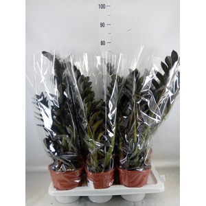 Zamioculcas zamiifolia