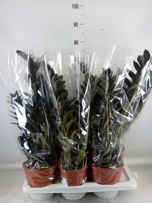 <h4>Zamioculcas zamiifolia</h4>