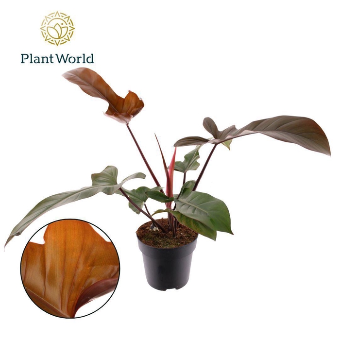 <h4>Philodendron Florida Bronze</h4>
