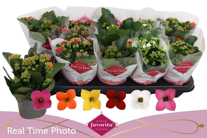 <h4>KAL EN GEM 6 KL</h4>