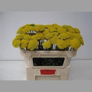 Achillea Park Variety