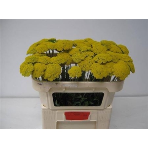 Achillea Park Variety