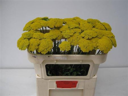 <h4>Achillea Park Variety</h4>