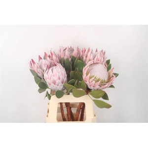PROTEA CYNAROIDES