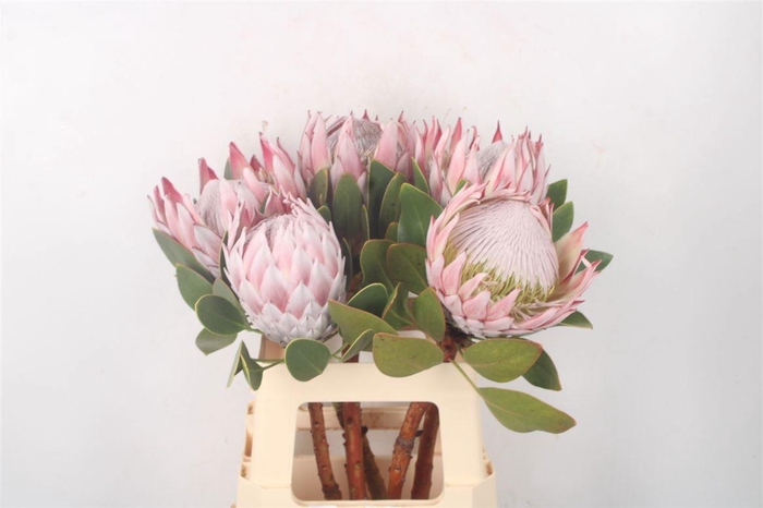 <h4>PROTEA CYNAROIDES</h4>