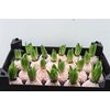 Wax Hyacinth Snow Oranje