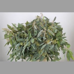 Euca Populus Berry 300gr P Bunch