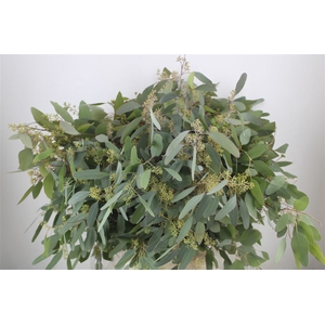 Euca Populus Berry 300gr P Bunch