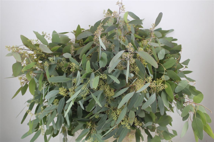 <h4>Euca Populus Berry 300gr P Bunch</h4>