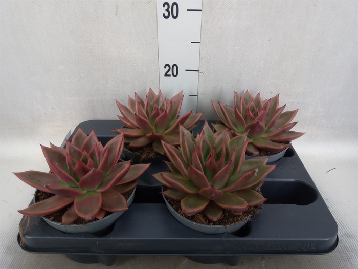 Echeveria   ...