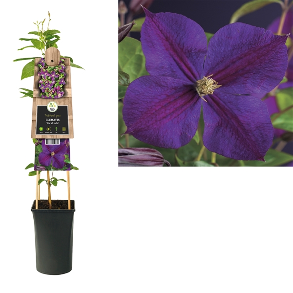 <h4>Clematis 'Star of India' +3.0 label</h4>
